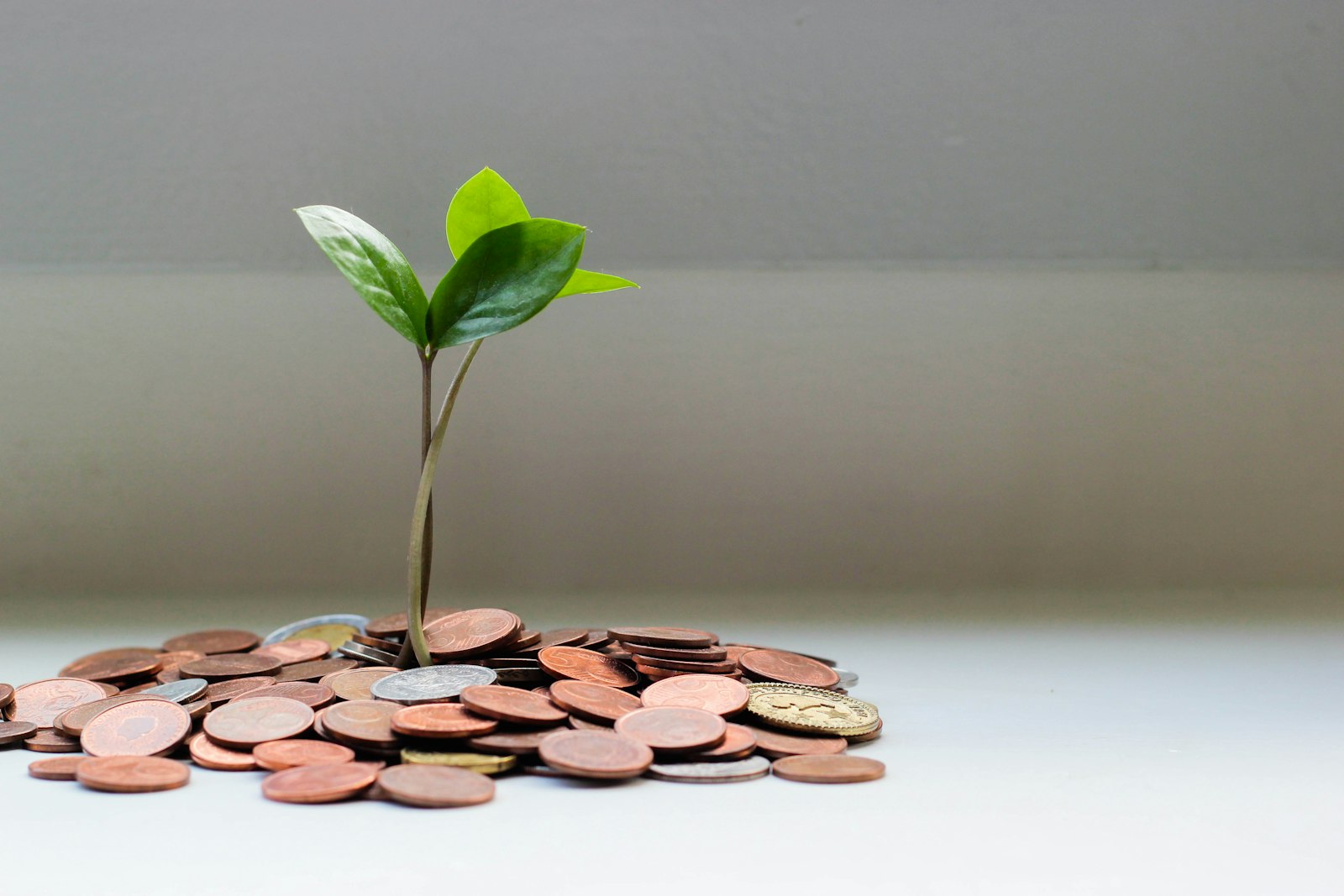Plant growing from coins, symbolizing financial growth